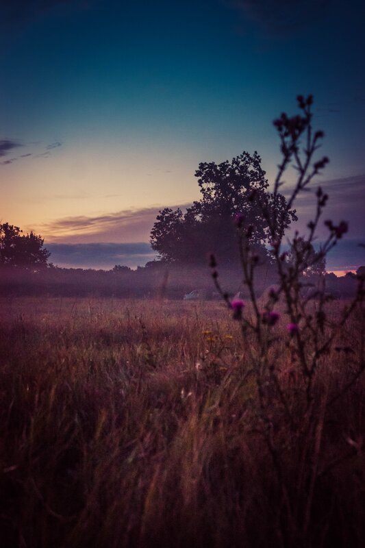 Purple Flowers in Field — Serene, Sunset, Photograph, Trees, Sky