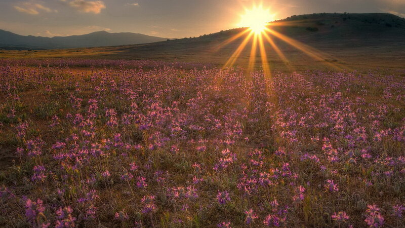 Purple Flowers in Field — Serene, Sunset