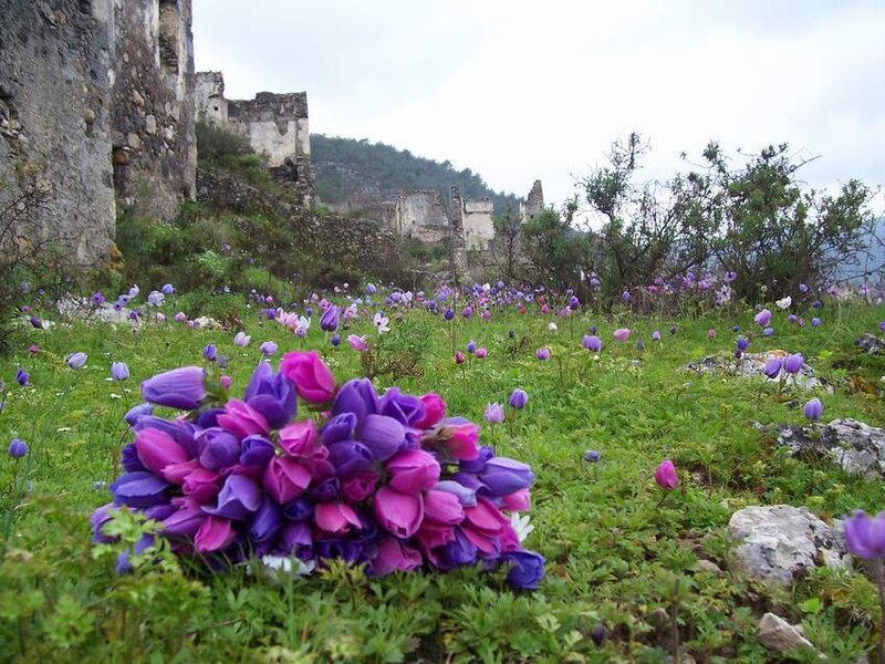 Purple Flowers in Field — Serene