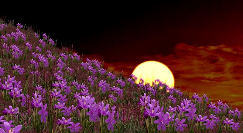 Purple Flowers in Field