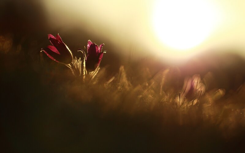 Purple Flowers in Field — Yellow