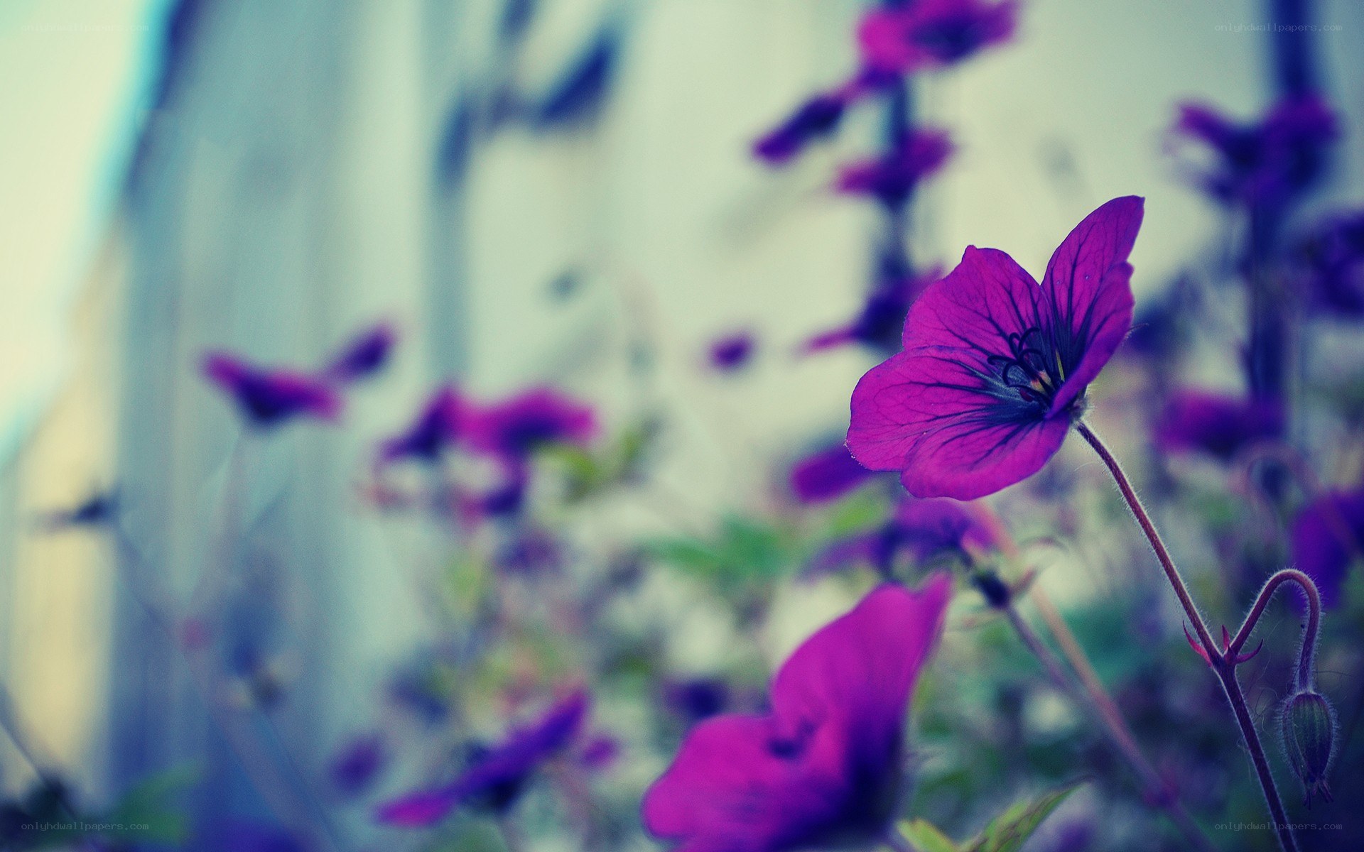 purple flowers in focus