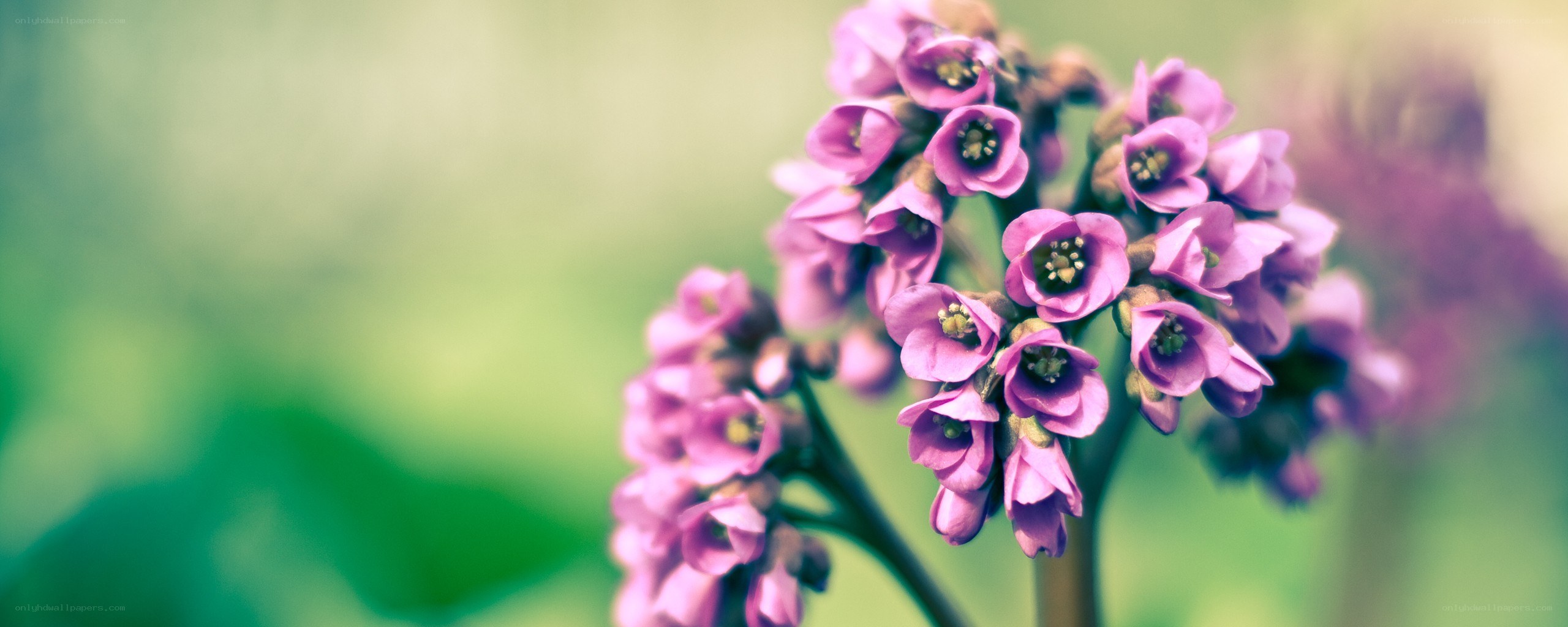 purple flowers in focus
