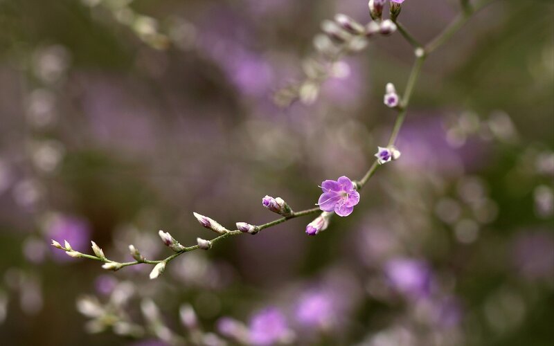 purple flowers in focus