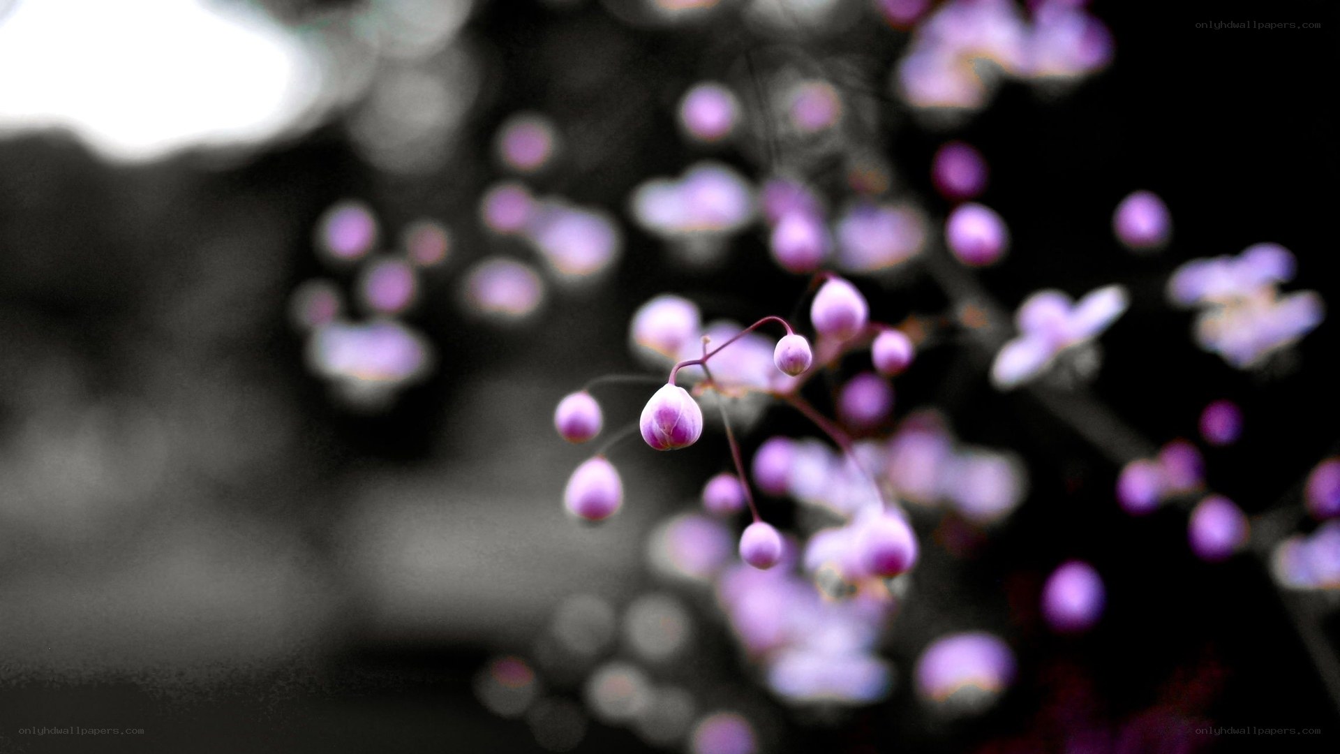 purple flowers in focus