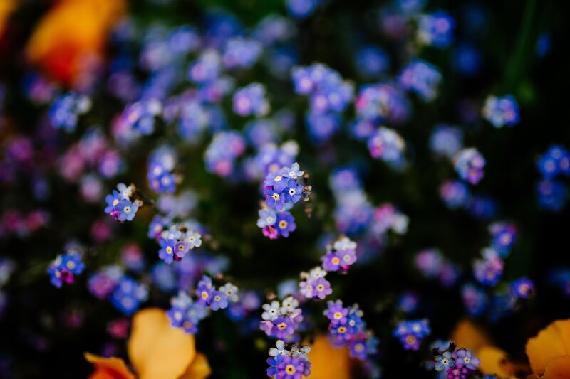 purple flowers in focus