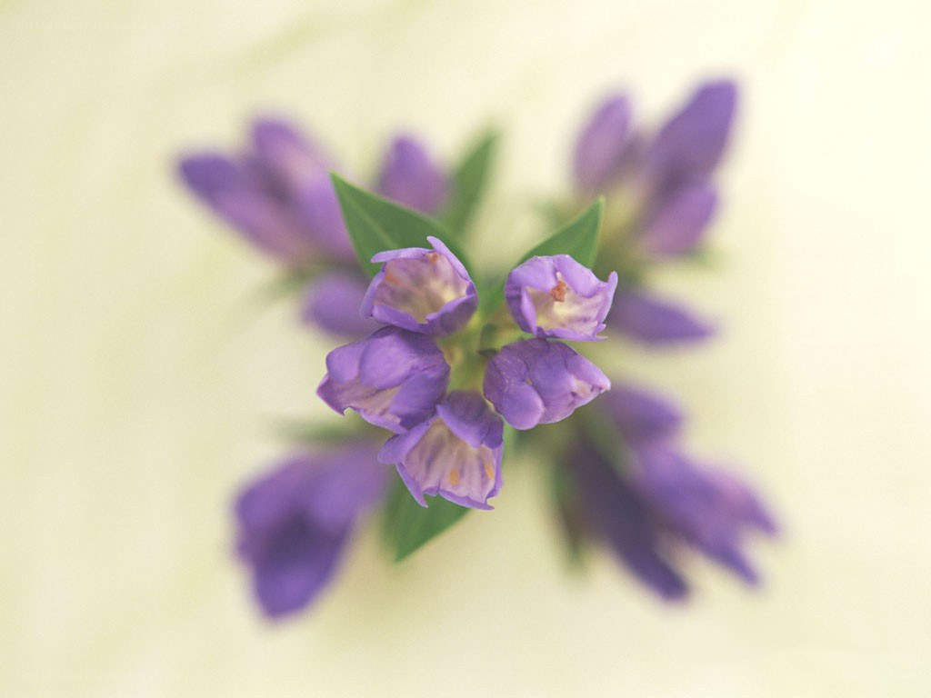 Purple flowers in focus