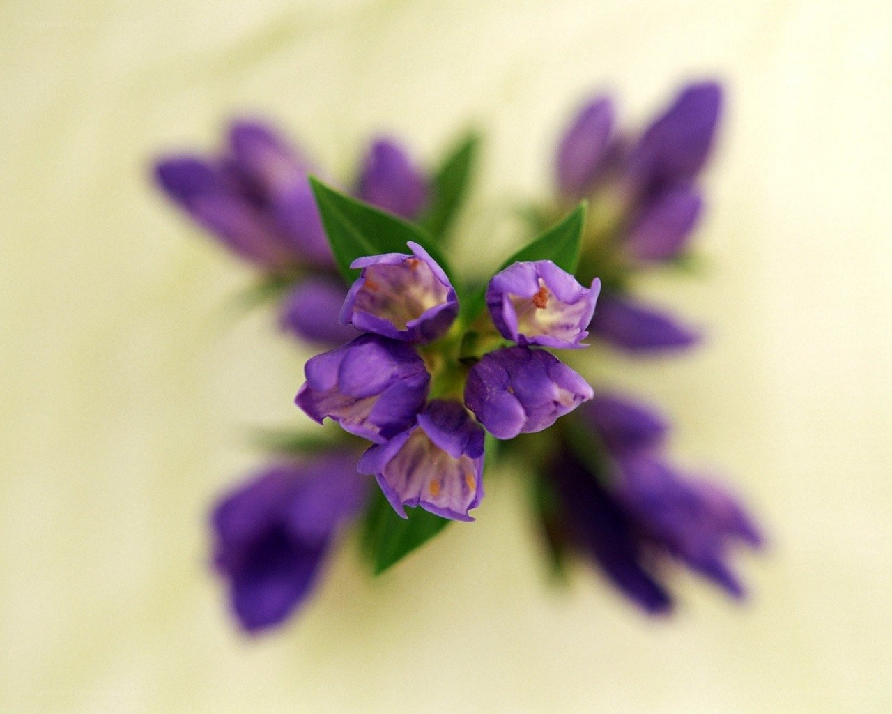 purple flowers in focus