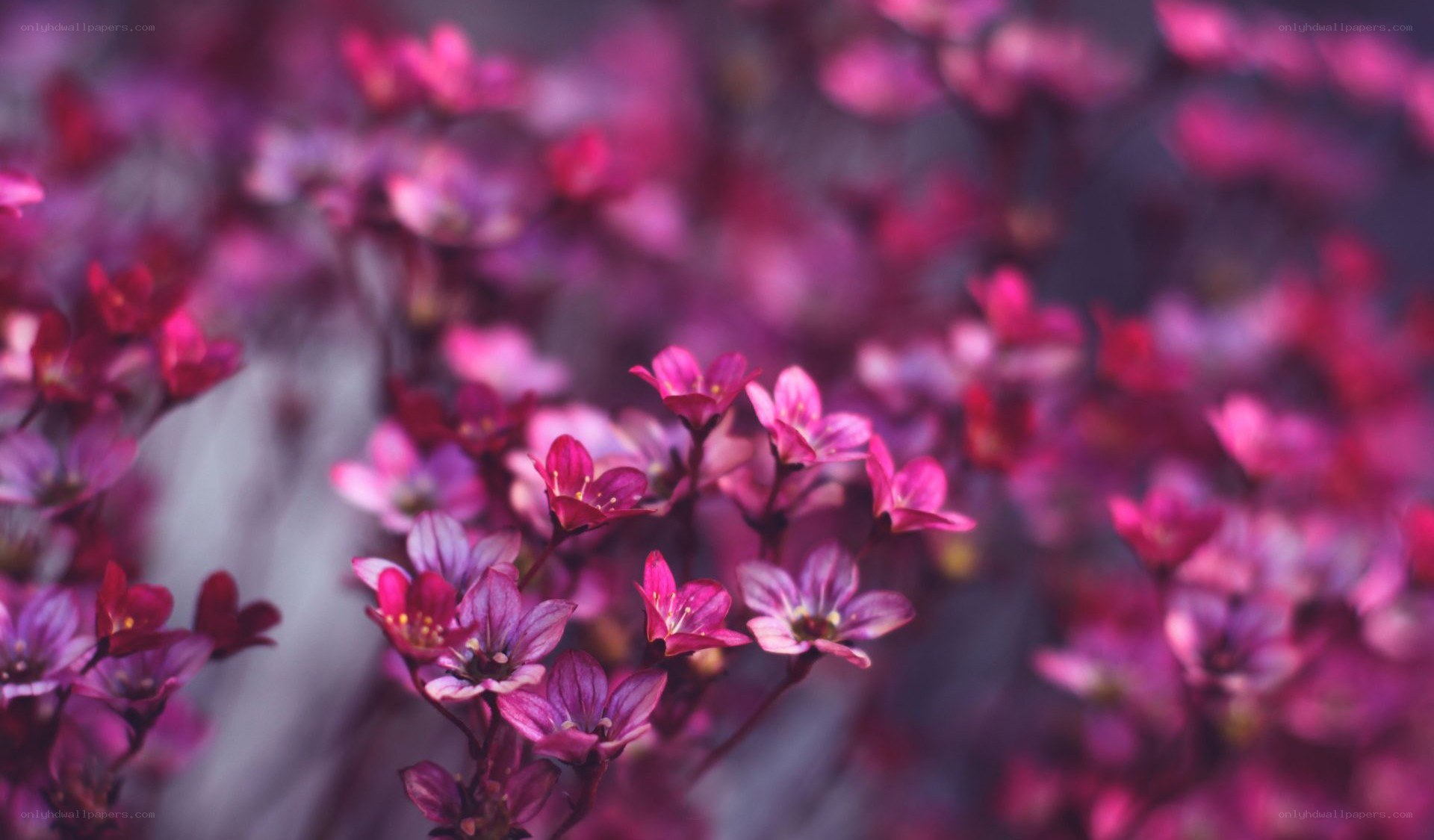 purple flowers in focus