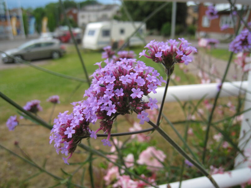 Purple Flowers in Focus — Calm
