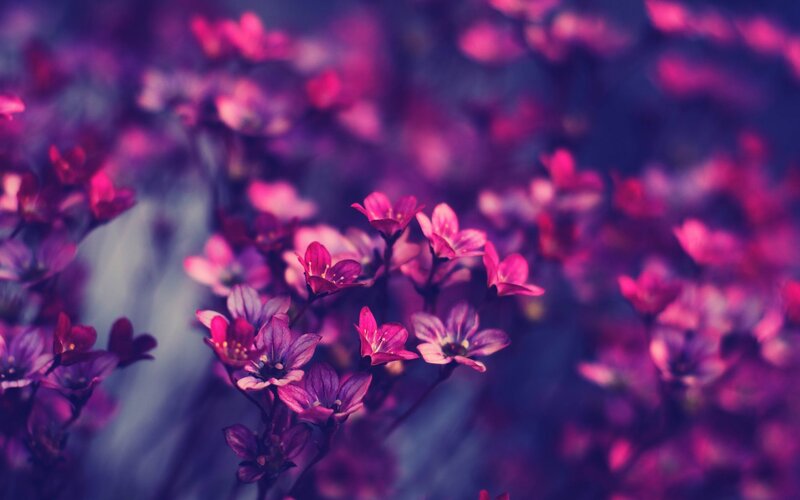 Purple Flowers in Focus — Dreamy, Photograph