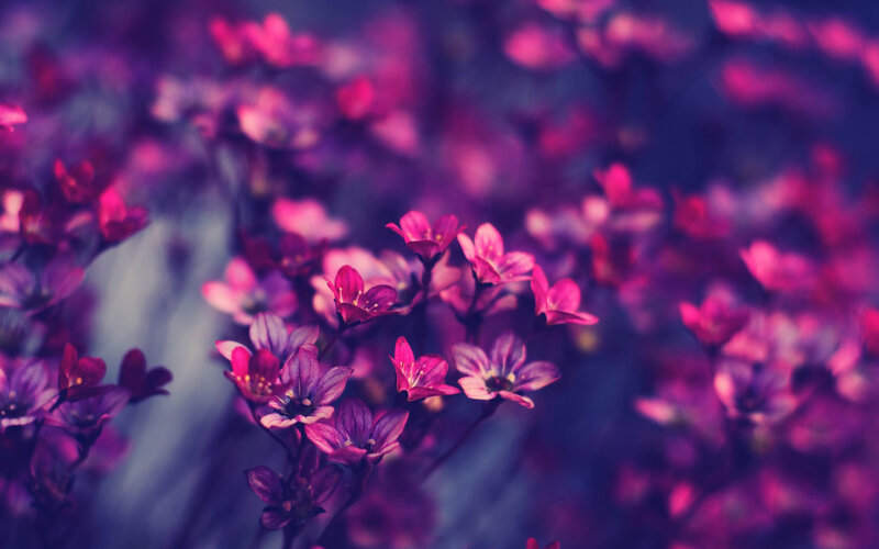 Purple Flowers in Focus — Dreamy