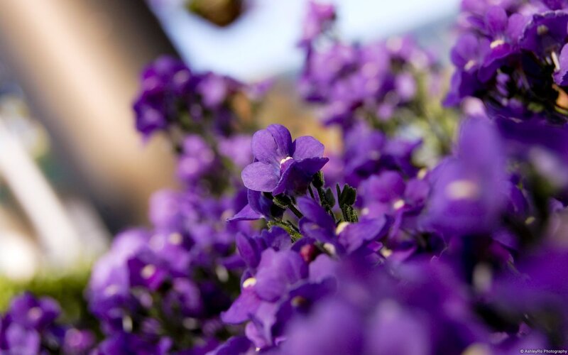 Purple Flowers in Focus — Serene, Afternoon
