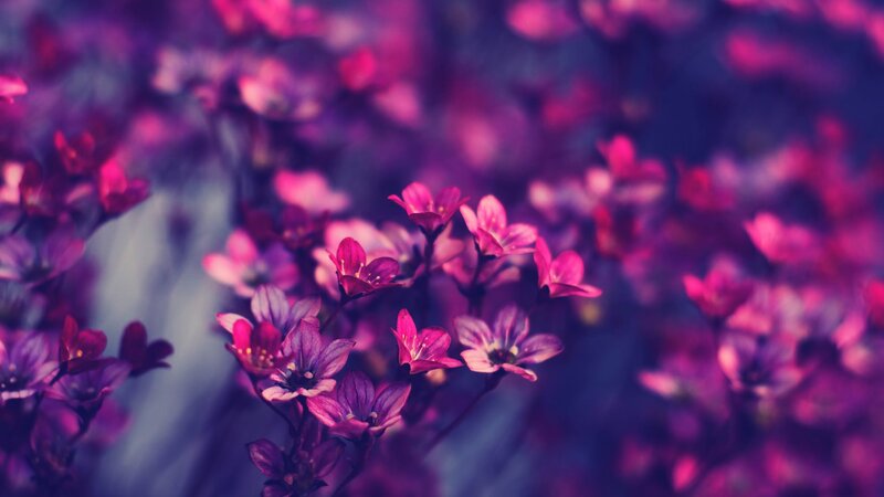 Purple Flowers in Focus — Serene, Photograph, Blurred Background, Pink, Blue