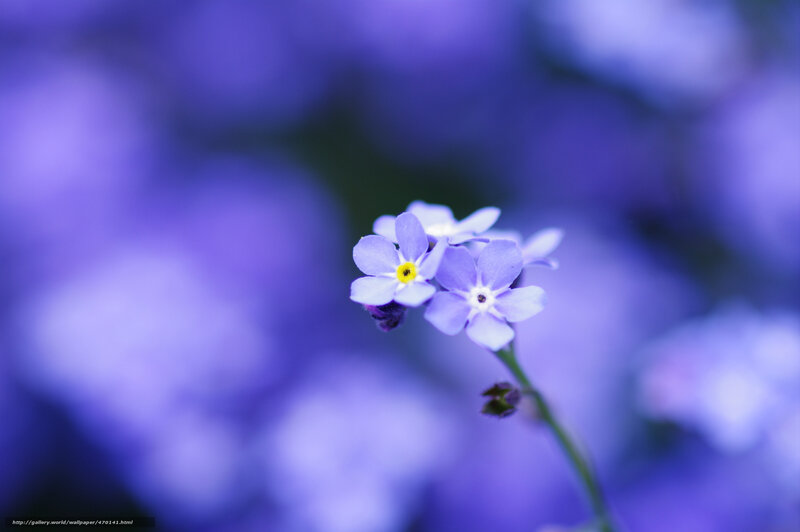 Purple Flowers in Focus — Serene, Photograph, Stem