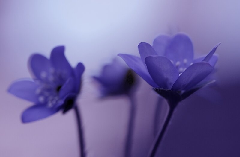 Purple Flowers in Focus — Serene, Photograph, Stems