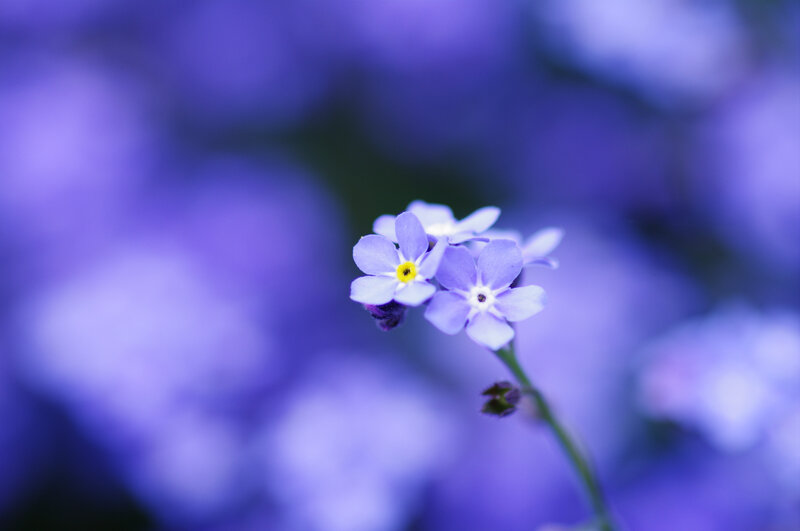 Purple Flowers in Focus — Serene, Photograph