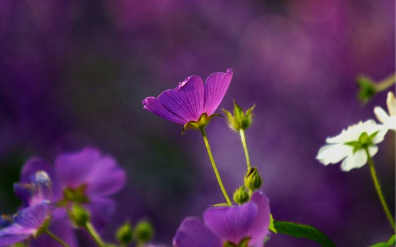 Purple Flowers in Focus — Serene, Photograph, White Flower