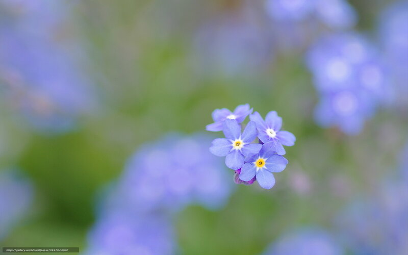 Purple Flowers in Focus — Serene, Spring, Photograph, Green Leaves