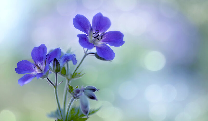 Purple Flowers in Focus — Serene, Spring, Photograph