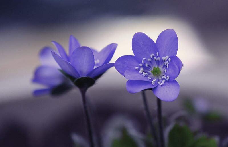 Purple Flowers in Focus — Serene, Spring