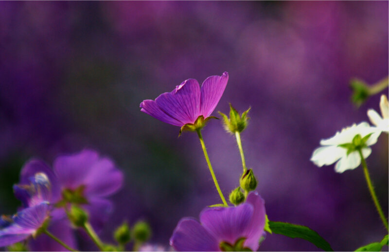 Purple Flowers in Focus — Serene