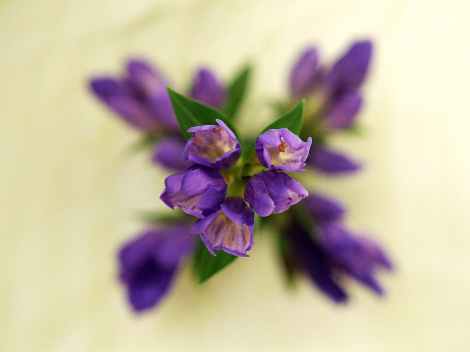 Purple flowers in focus
