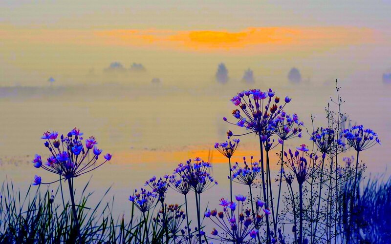 Purple Flowers in Fog — Serene