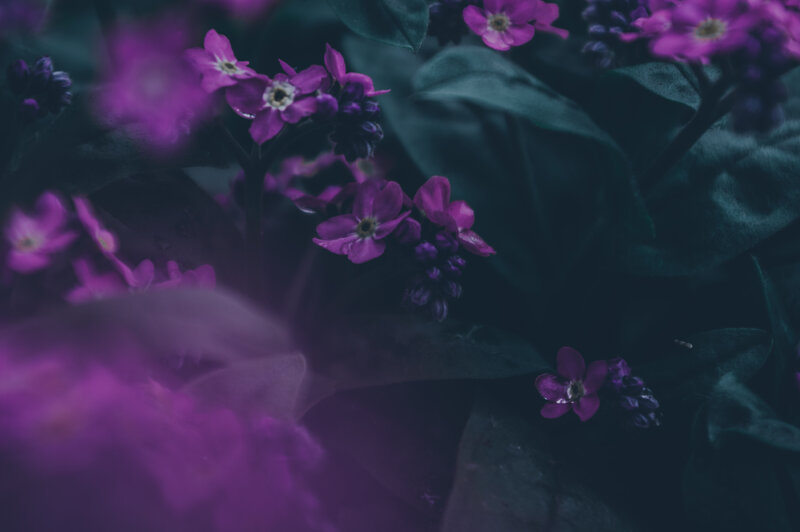 Purple Flowers in Foliage — Moody