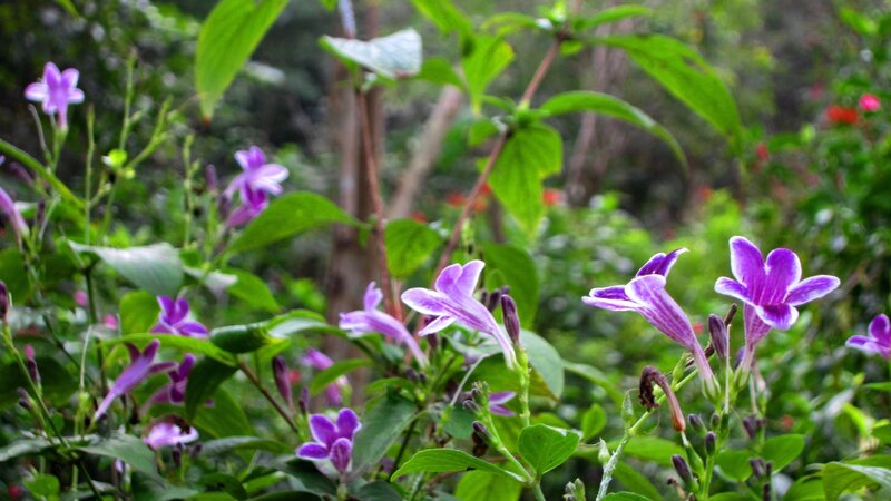 Purple Flowers in Foliage — Natural