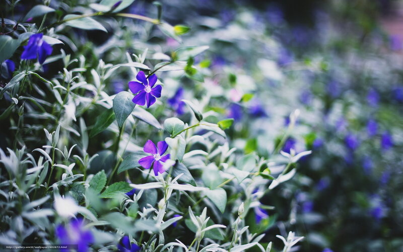 Purple Flowers in Foliage — Serene