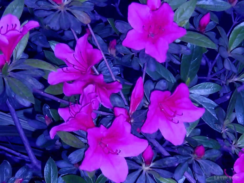 purple flowers in foliage