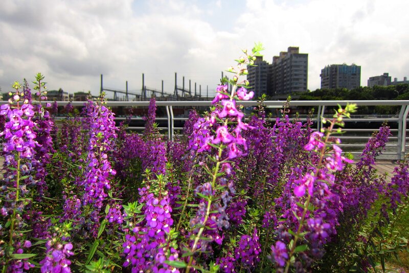 Purple Flowers in Foreground — Calm