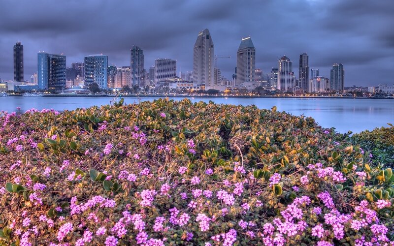 Purple Flowers in Foreground — Dramatic, Sunset, Photograph