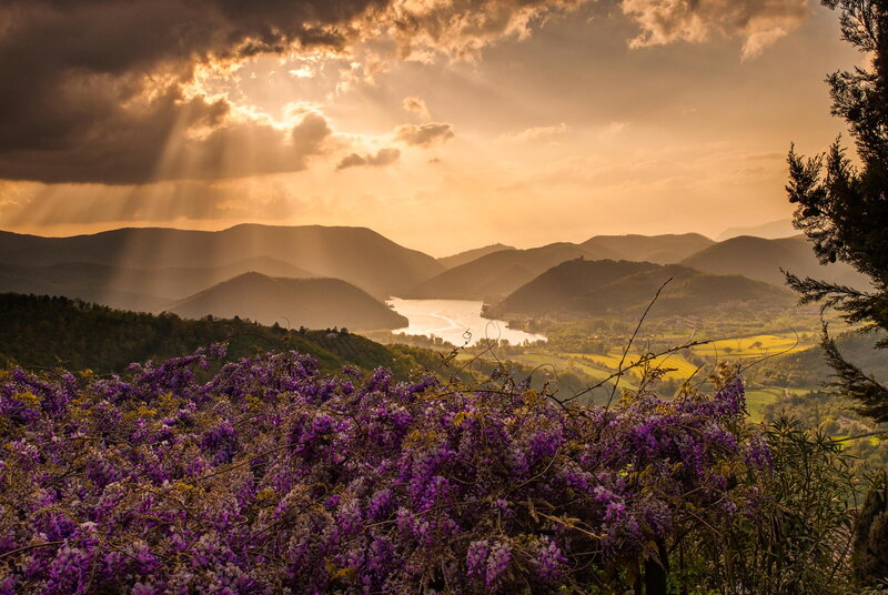 Purple Flowers in Foreground — Dramatic, Sunset