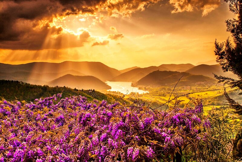 Purple Flowers in Foreground — Dramatic