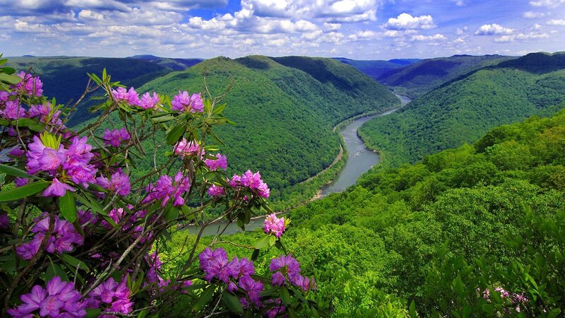Purple Flowers in Foreground — Green, Serene