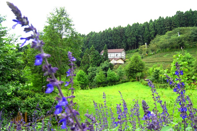 Purple Flowers in Foreground — Green