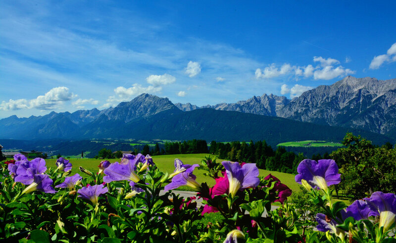 Purple Flowers in Foreground — Serene, Afternoon