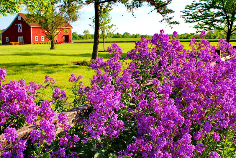 Purple Flowers in Foreground — Serene