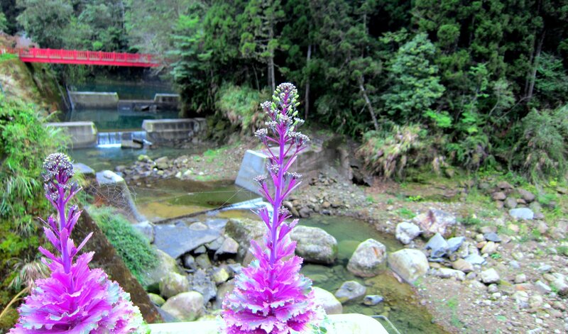 Purple Flowers in Foreground