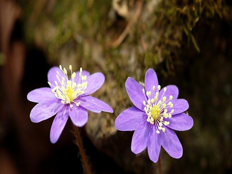 purple flowers in forest