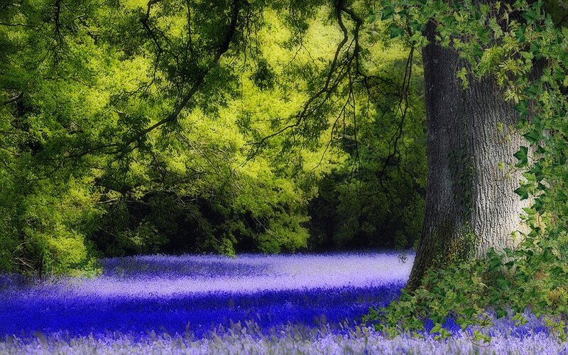 Purple Flowers in Forest — Blue, Serene, Afternoon