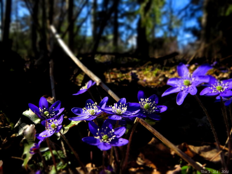 Purple Flowers in Forest — Blue, Serene