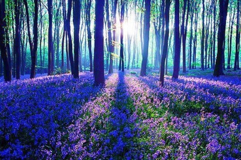 Purple Flowers in Forest — Blue