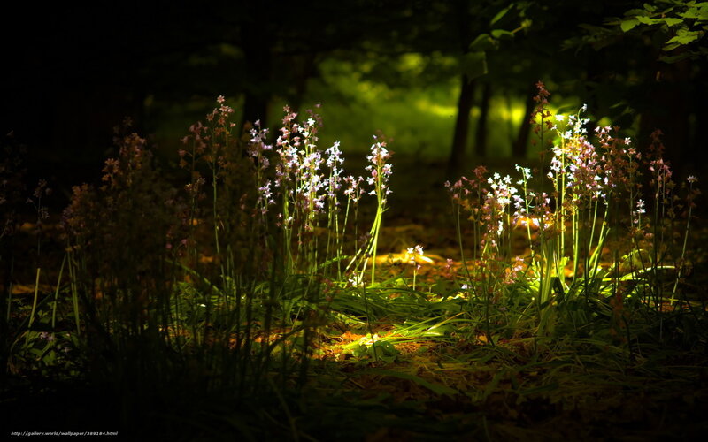 Purple Flowers in Forest — Green, Dramatic