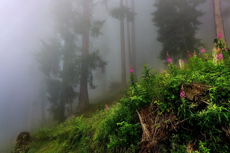 Purple Flowers in Forest — Green, Misty, Morning, Photograph