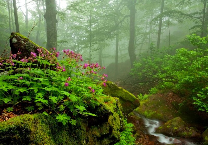 Purple Flowers in Forest — Green, Misty, Spring