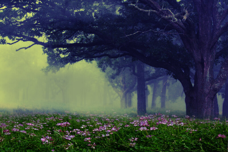 Purple Flowers in Forest — Green, Misty