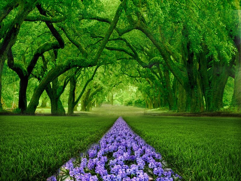 Purple Flowers in Forest — Green, Serene, Afternoon, Photograph
